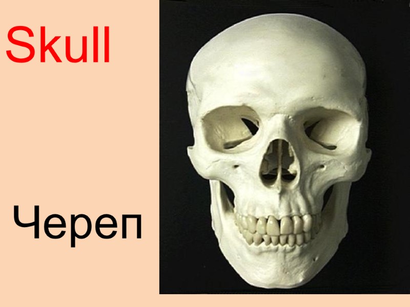 Skull  Череп